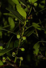 Robsonodendron eucleiforme