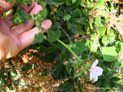 Pavonia columella