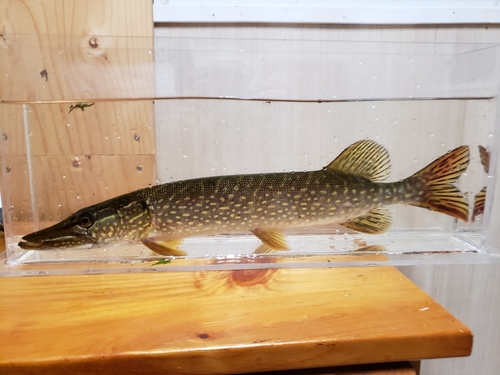 Northern Pike