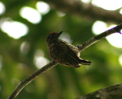 Picumnus squamulatus