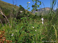 Pavonia columella