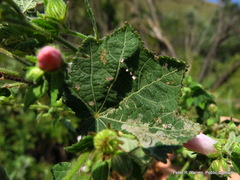 Pavonia columella