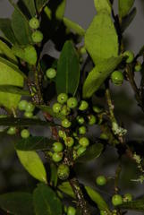 Robsonodendron eucleiforme