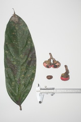 Litsea robusta
