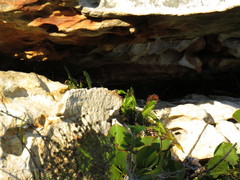 Blechnum punctulatum