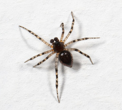 Euryopis funebris