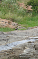 Hirundo dimidiata dimidiata