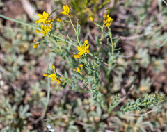 Haplophyllum dauricum