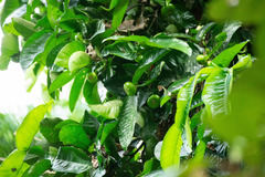 Garcinia prainiana