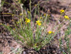 Haplophyllum dauricum
