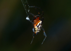 Leucauge fastigata