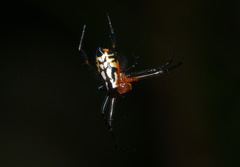Leucauge fastigata