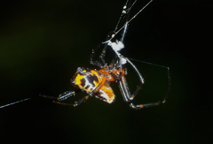 Leucauge fastigata