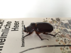 Oryctes nasicornis