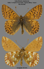 Boloria alaskensis