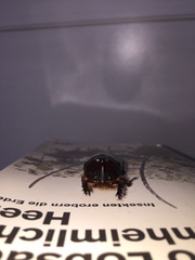 Oryctes nasicornis