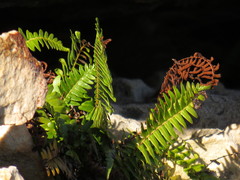 Blechnum punctulatum