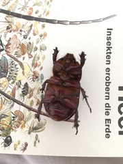 Oryctes nasicornis