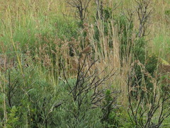 Emberiza capensis reidi