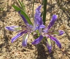 Babiana cedarbergensis