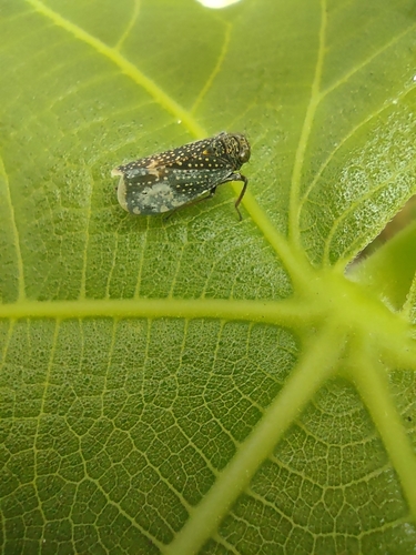 Omanolidia antelobata