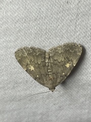 Idia diminuendis