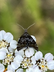 Prochoreutis sehestediana