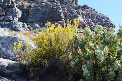 Erica parilis parilis