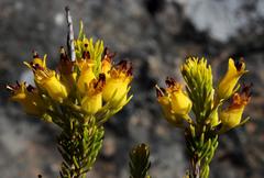 Erica parilis parilis