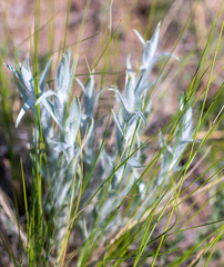 Cymbaria daurica