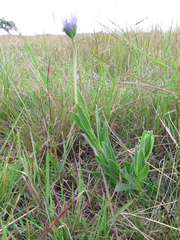 Dimorphotheca spectabilis