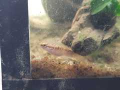 Channa orientalis