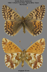 Boloria alaskensis