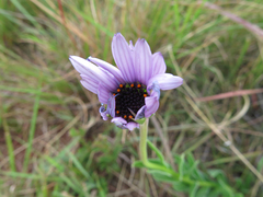 Dimorphotheca spectabilis