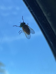 Tabanus nigrovittatus