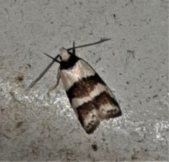 Eulechria triferella