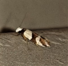 Eulechria triferella