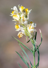 Linaria buriatica