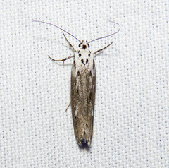 Ethmia discostrigella