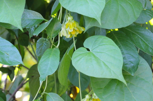Telosma cordata, photograph 1