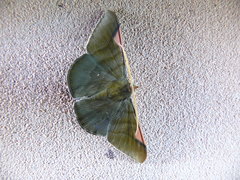 Sphacelodes vulneraria