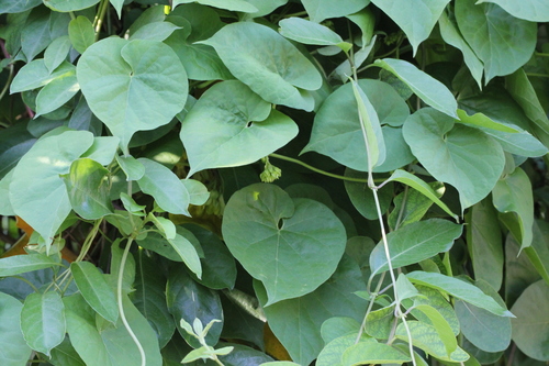 Image of Telosma cordata by no rights reserved
