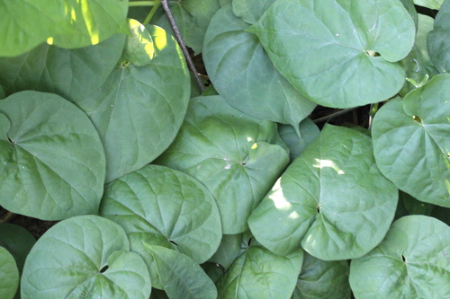 Image of Telosma cordata by no rights reserved