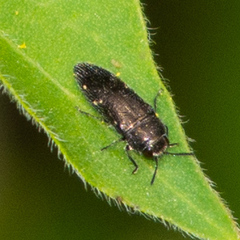 Acmaeodera tubulus