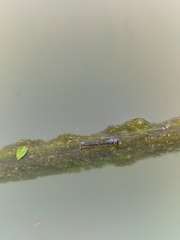 Paracercion calamorum