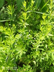 Galium pseudorivale