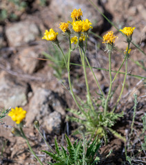 Crepis crocea