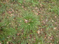 Carex pediformis macroura
