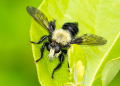 Laphria flavicollis