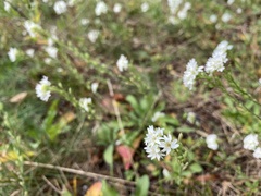 Berteroa incana